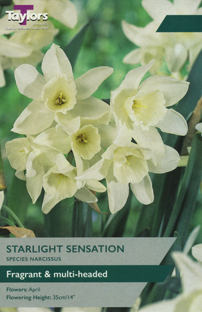 NARCISSI STARLIGHT SENSATION