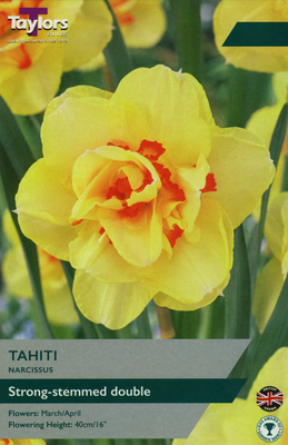 NARCISSI TAHITI