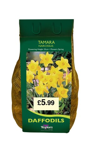 NARCISSI TAMARA CARRI-PACK