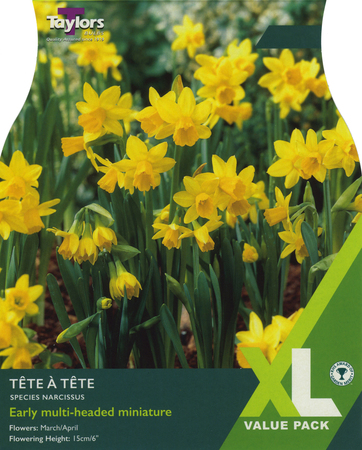 NARCISSI TETE A TETE