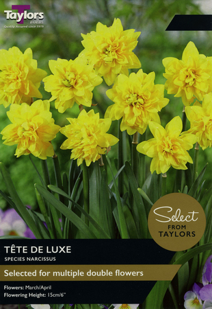 NARCISSI TETE DE LUXE