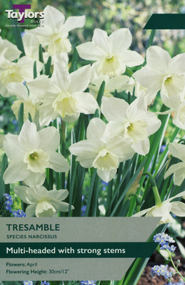 NARCISSI TRESAMBLE