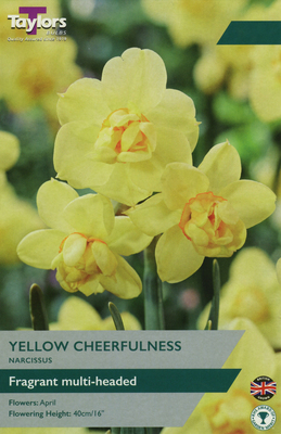 NARCISSI YELLOW CHEERFULNESS