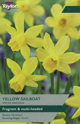 NARCISSI YELLOW SAILBOAT