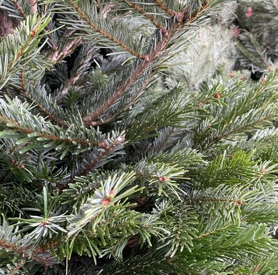 NORDMANN FIR: BEST VALUE 150CM - 175CM