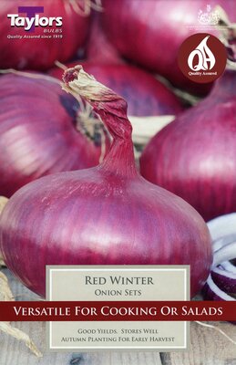 ONION RED WINTER