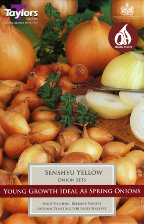 ONION SENSHYU YELLOW