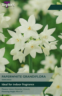 PAPERWHITE GRANDIFLORA