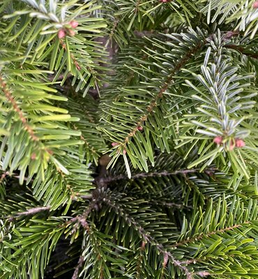 POT GROWN NORDMAN FIR 125-150CM - image 1