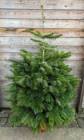 POT GROWN NORDMAN FIR 125-150CM - image 2