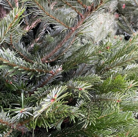 NORDMANN FIR: PREMIUM 150CM - 175CM