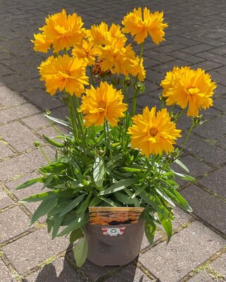 2L COREOPSIS 'PRESTO YELLOW' - image 2