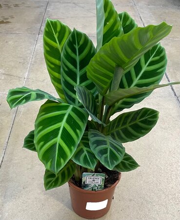 CALATHEA 'ZEBRINA' - image 2