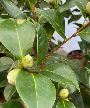 5L CAMELLIA ROGER HALL