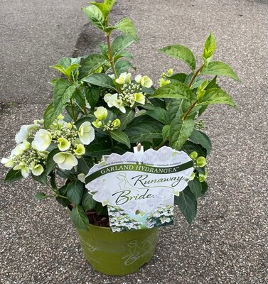 HYDRANGEA RUNAWAY BRIDE 'SNOW WHITE' - image 2