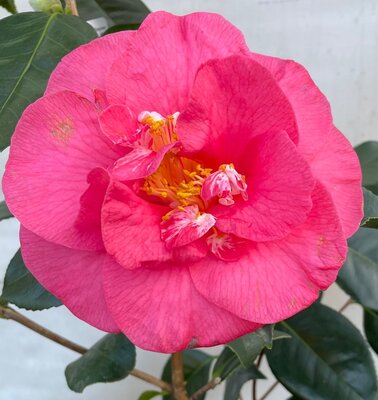 1.5L CAMELLIA R.L. WHEELER