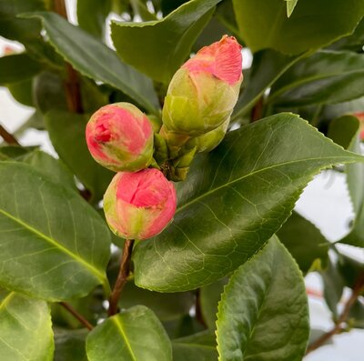 5L CAMELLIA DR KING