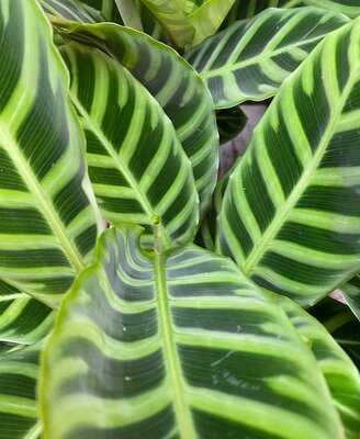 CALATHEA 'ZEBRINA' - image 1