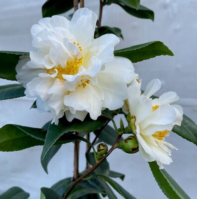 5L CAMELLIA SILVER ANNIVERSRY