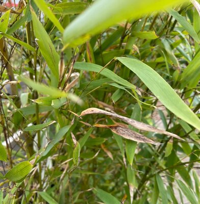 FISHPOLE BAMBOO - image 1