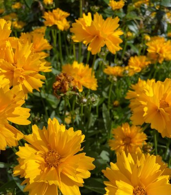 2L COREOPSIS 'PRESTO YELLOW' - image 1