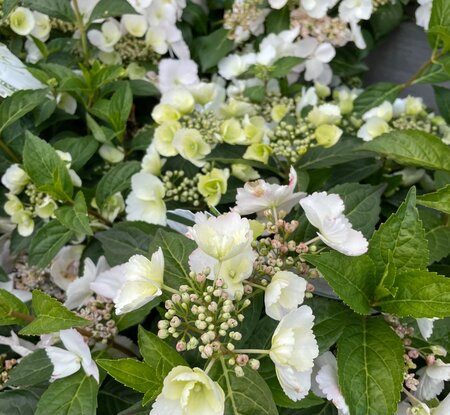 HYDRANGEA RUNAWAY BRIDE 'SNOW WHITE' - image 1