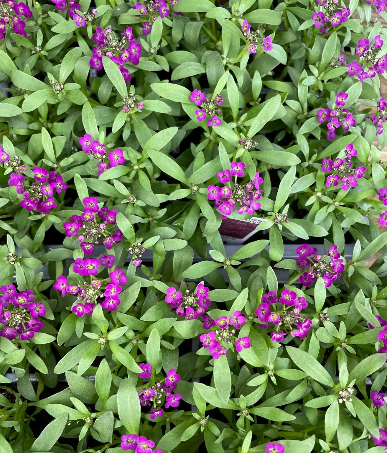 ALYSSUM 'CLEAR CRYSTAL PURPLE SHADES' - Waresley Park