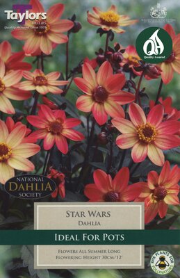 DAHLIA STAR WARS