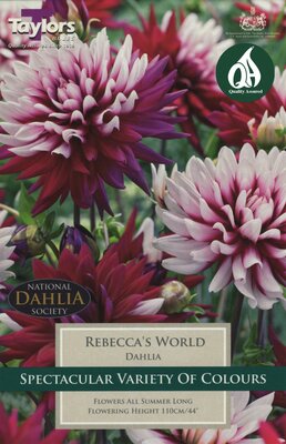 DAHLIA REBECCA'S WORLD