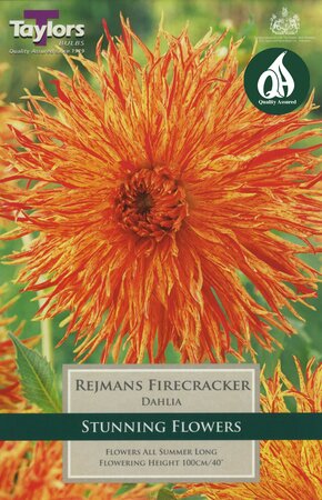 DAHLIA REJMANS FIRECRACKER