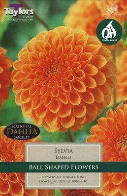 DAHLIA SYLVIA