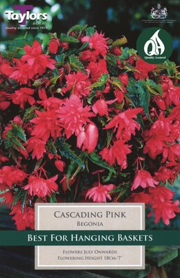 BEGONIA PINK CASCADING