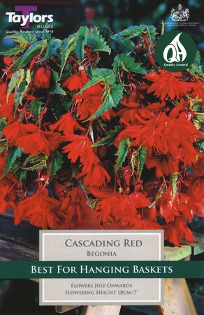 BEGONIA RED CASCADING