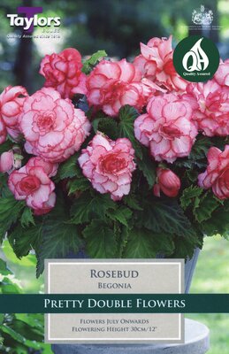 BEGONIA ROSEBUD