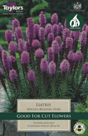 LIATRIS SPICATA (BLAZING STAR)