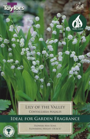 CONVALLARIA MAJALIS (LILY OF THE VALLEY)