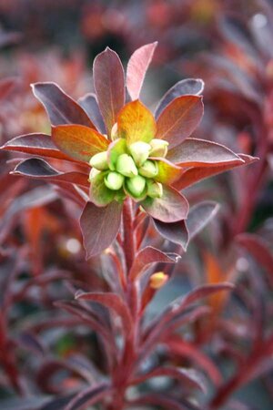 2L EUPHORBIA 'MINERS MERLOT'