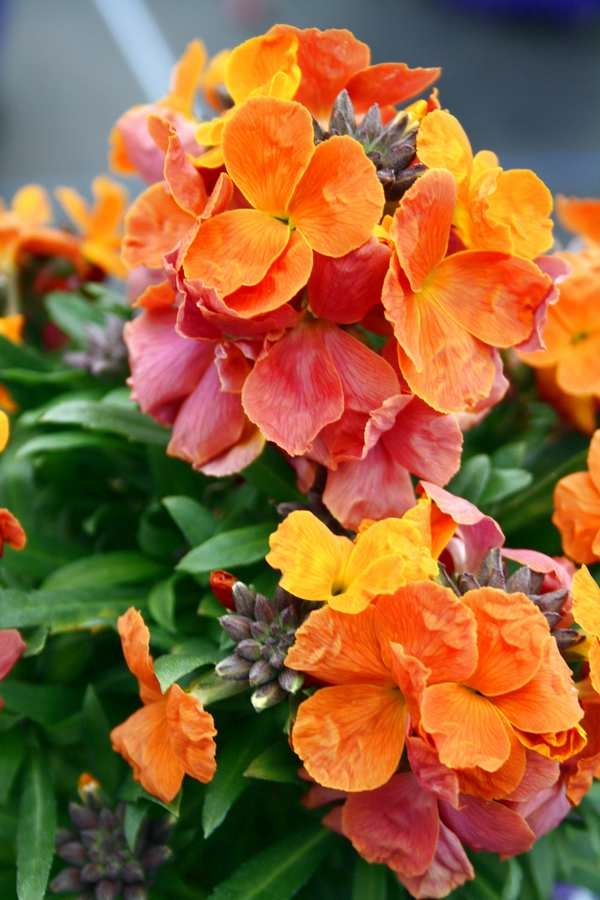 2L ERYSIMUM 'LEYA ORANGE GLOW' - Waresley Park