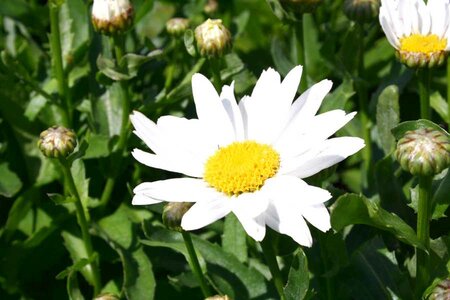 3L LEUCANTHEMUM 'MADONNA'