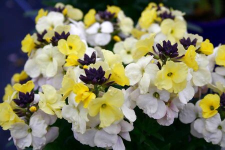 2L ERYSIMUM 'LEYA LEMON GLOW' - Waresley Park