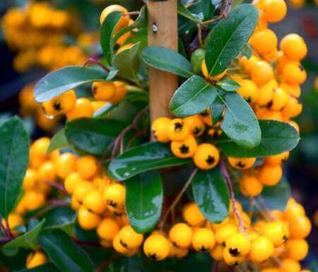 3L PYRACANTHA SOLIEL D'OR