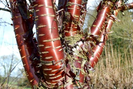 PRUNUS 'SERRULA'