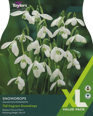 SNOWDROPS (GALANTHUS WORONOWII)