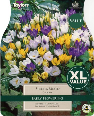 TAYLORS BULBS XL VALUE - CROCUS 'MIXED SPECIES'