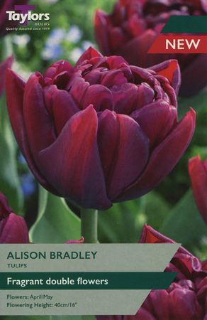 TULIP ALISON BRADLEY