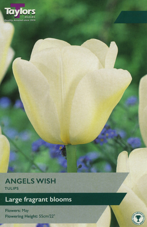 TULIP ANGELS WISH