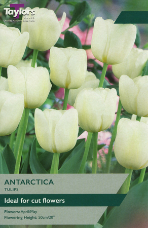 TULIP ANTARCTICA