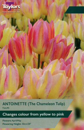 TULIP ANTOINETTE