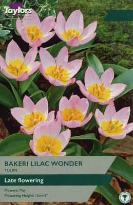 TULIP BAKERI LILAC WONDER