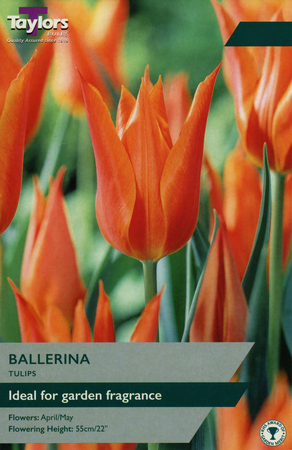 TULIP BALLERINA